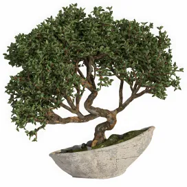 Bonsai indoor
